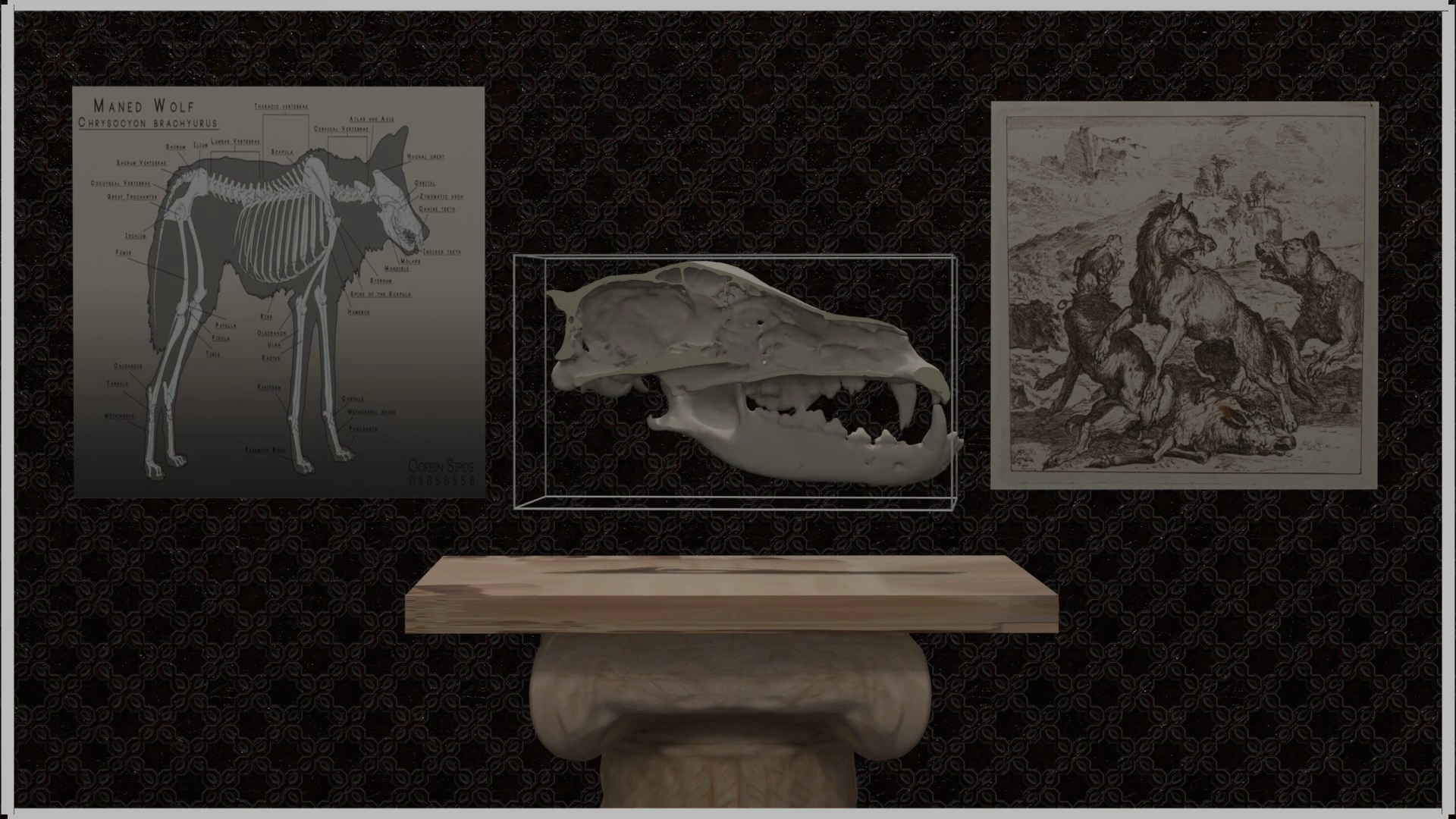CT Scan Wolf Skull Reconstruction & Animation
