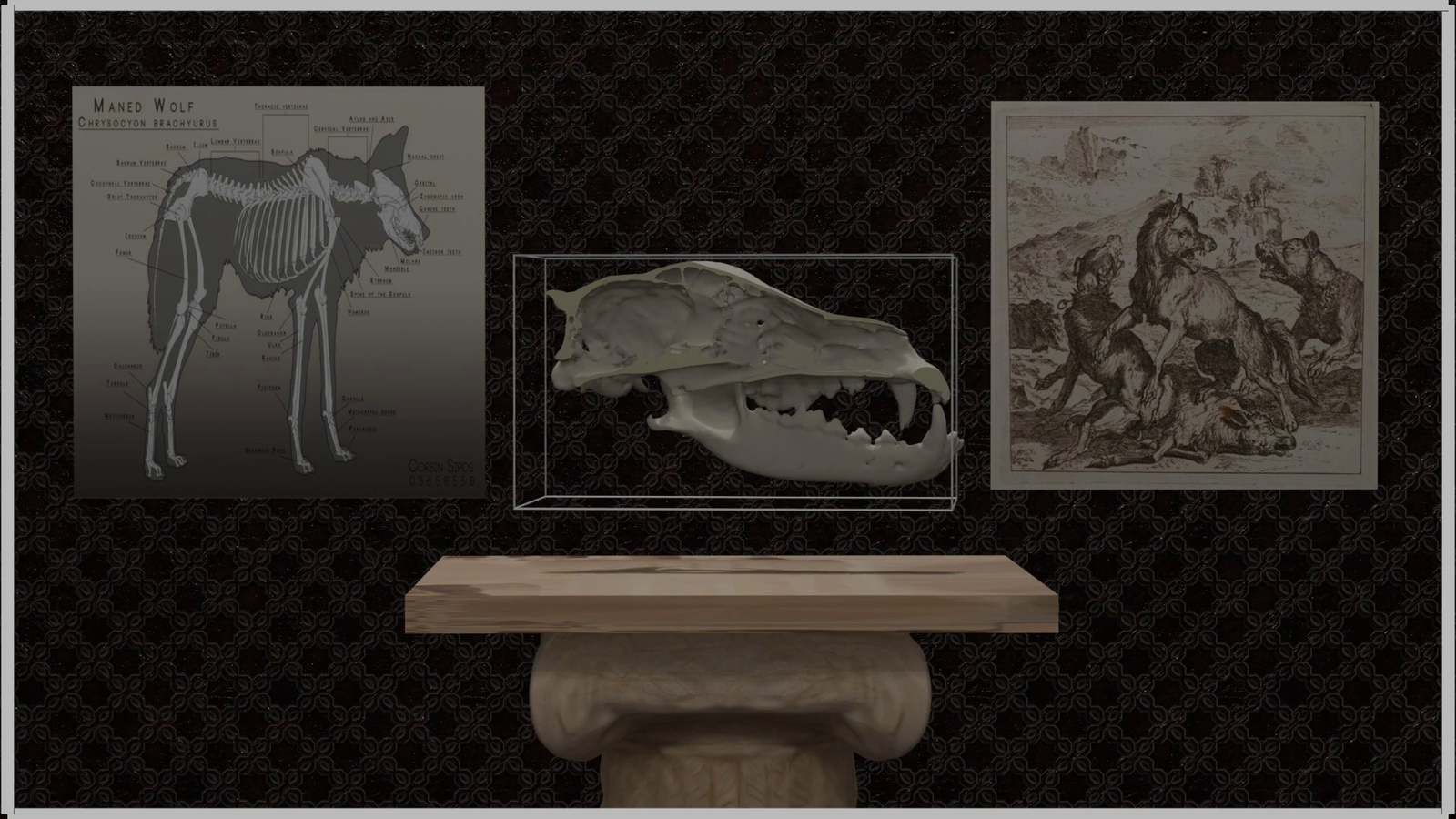 CT Scan Wolf Skull Reconstruction & Animation